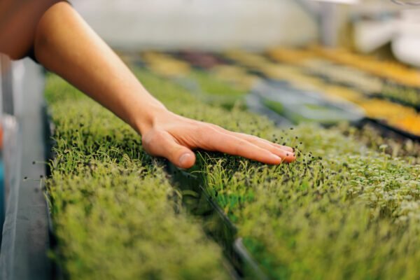 farmer or gardener checks the condition of microgreens Scientist grows plant sprouts touches them with his hand close-up